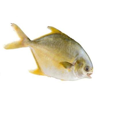 China NATURE Damselfish Fish China Frozen Golden Original for sale