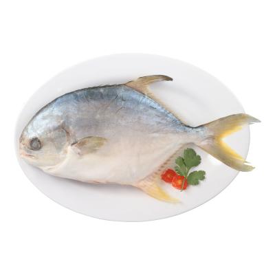 China NATURE Good Quality Seafood Pomfret Whole Round Frozen Golden Pompano Frozen Golden Fish for sale