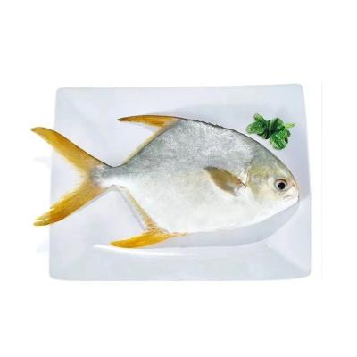 China NATURE'S Newcomer Whole Round Frozen Golden Pompano Pompanos for sale