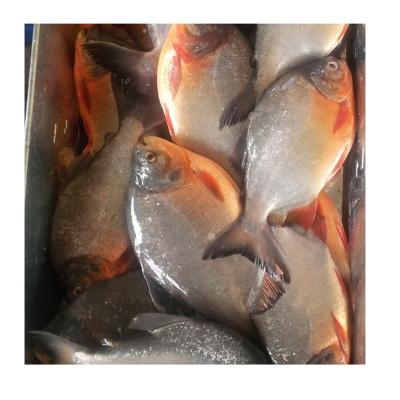 China NATURE New Season Good Quality Promotional Frozen Red Pompano for sale