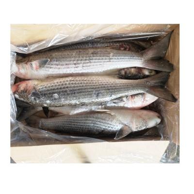 China Hot Size Gray Mullet Frozen Gutted by NATURE Sale Quality for sale