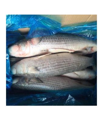 China Gray Mullet Gutted Fish Whole frozen by NATURE cleaned 800-1000g for sale