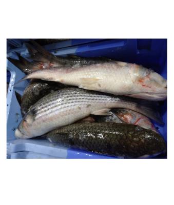 China NATURE bulk sale frozen gray mullet hot delicious fresh seafood for sale