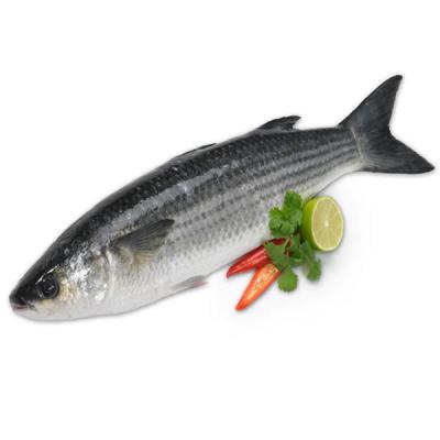 China NATURE Newcomer Frozen Gutted Gray Mullet Whole Round for sale