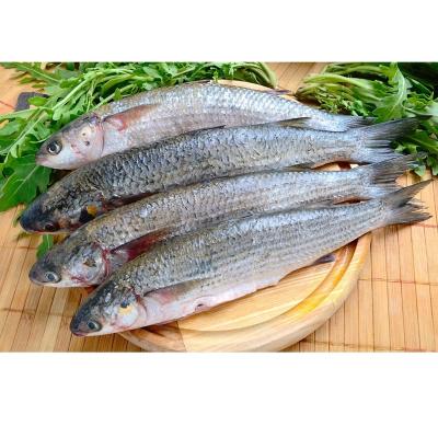 China New season of frozen NATURE Gray Mullet for Africa market for sale