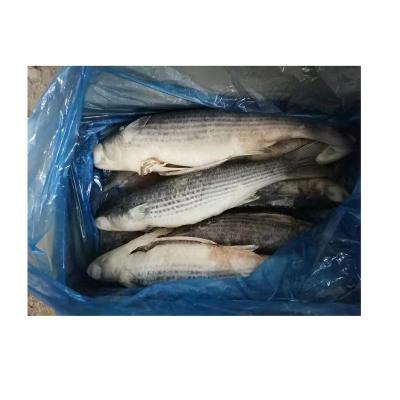 China NATURE Gray Mullet Frozen Fish Mullet gutted by newcomer for Africa market for sale