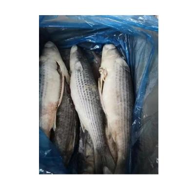 China NATURE Round China Origin Frozen Gutted Gray Mullet Fish Whole Seafood for sale