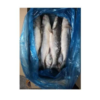 China NATURE gray mullet frozen WR fish and fillet for sale in best price for sale