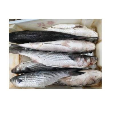 China Wholesale NATURE Gutted Gray Mullet Jelly Good Quality for sale