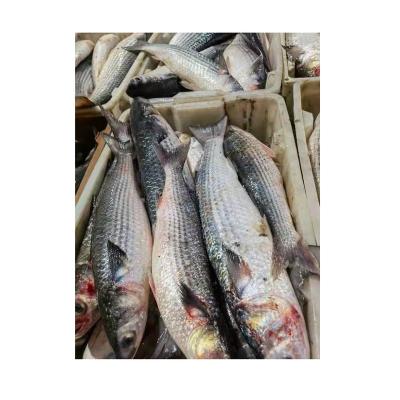 China Gray Mullet Award for NATURE'S Best Frozen Mullet Fish Supplier's Best for sale