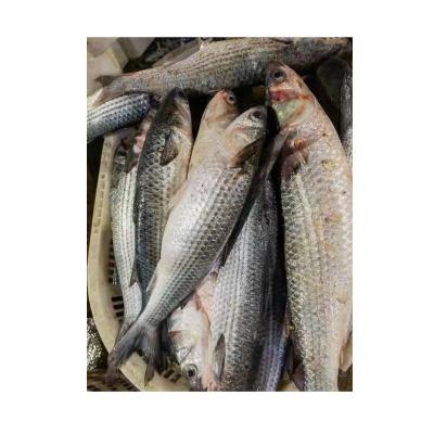 China New 1-2kg China NATURE Origin Frozen Gutted Gray Mullet Fish for sale