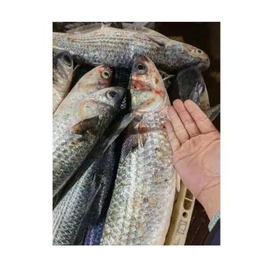 China NATURE Gray Mullet Gutted frozen fish for marketing for sale