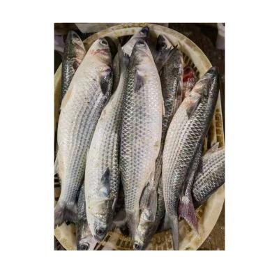 China NATURE'S Gray Mullet Fish China High Quality Gutted Frozen Original for sale