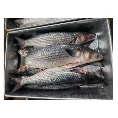 China NATURE Gray Mullet Seafood Fish Frozen Gray Mullet Wholesale for sale