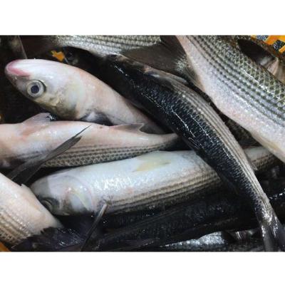 China NATURE New Arrival Seafood Frozen Fish Frozen Gray Mullet Gutted for sale