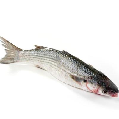 China NATURE Season New Frozen Gray Mullet Gutted 6-8pcs/ctn for sale