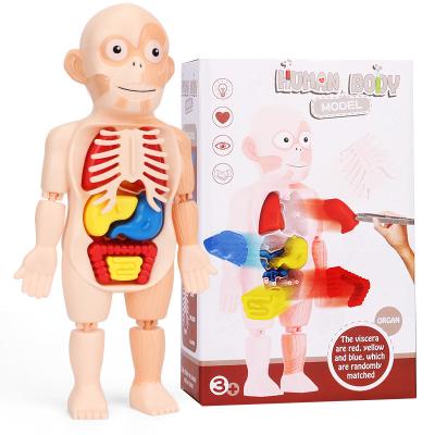 China Student organ mannequins set school student science toys organ mannequins school set kids toys science model student diy body models for sale