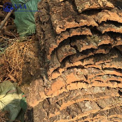 China Viable Aquarium Driftwood Needle Wood Thorn Champagne Amur Cork Bark Tube Reptile for sale