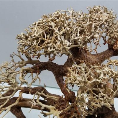 China Viable landscape natural aquascape sticks bonsai aquarium bonsai dragon driftwood root diy for sale