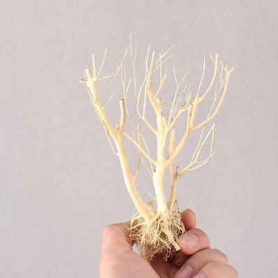 China Viable Artificial Diy Bonsai Tree Bonsai Driftwood Fish Tank Aquatic Natural Driftwood for sale