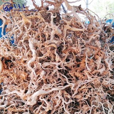 China Decorative Natural Aquascspe Swamp Tree Branches Driftwood Coral Champagne Trunk Viable Aquariums Driftwood for sale