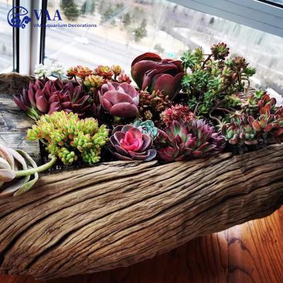 China Modern Hanging Succulent Wooden Standing Driftwood Planters Log Planter DIY Garden Decor Natural Driftwood Planter for sale