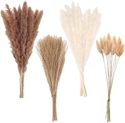 China Hot Selling Amazon Belle Flowers Natural Dry Small Pampas Grass Small Pampas Grass Natural Dry Decorative Mix For Home Decoration for sale