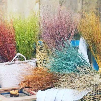 China Natural Touch The Factory Sells Natural Fresh Snow Grass , Colorful Dry Snow Grass Flowers DIY Decoration Wedding for sale