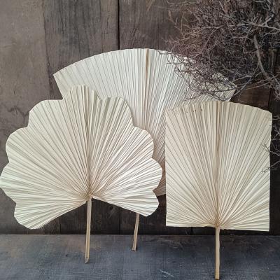 China Real natural factory INS wholesale hot sale dried natural palm leaf palm leaves decoration wedding for sale