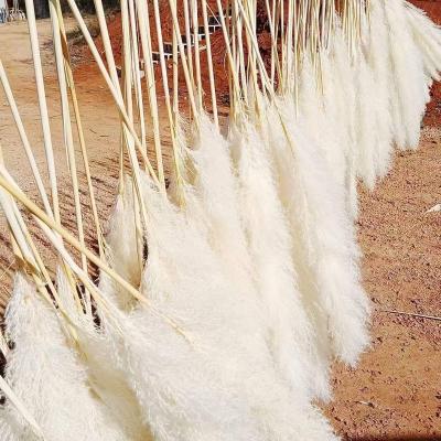 China Hot Sale 120cm Natural Touch Ins Natural Dry Pampas Grass, White Pampas Grass Pampas Grass Bouquet Decoration Wedding for sale