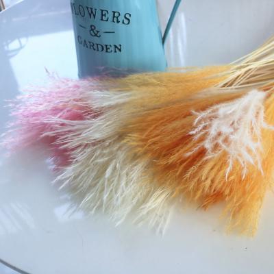 China 2021 Touch Natural Hot Selling Pampas Grass Natural Dry Home Decoration Dried Flowers for sale