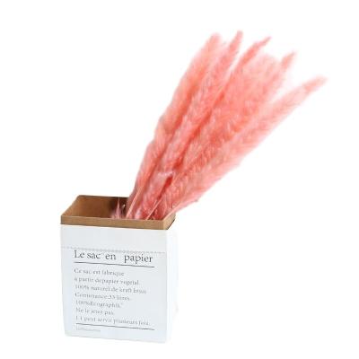 China Natural 15 Party Decoration Hot Stem Small Pampas Grass Touch INS Touch Pampas Grass Floral Arrangement for sale