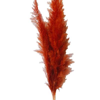 China Contact Slulaoo Wholesale Decorative Natural Flower Dried Flower Reed Grass Christmas Home Grass Decoration for sale