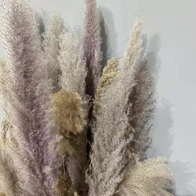 China Gift Amazon Hit Decoration Dried Flowers Brown White For Pampas Grass Tall Pampas Grass For Home Or Weddings Decoration for sale