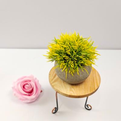 China Durable Hot Selling Small Potted Succulent Small Green Plants Small Plants for sale