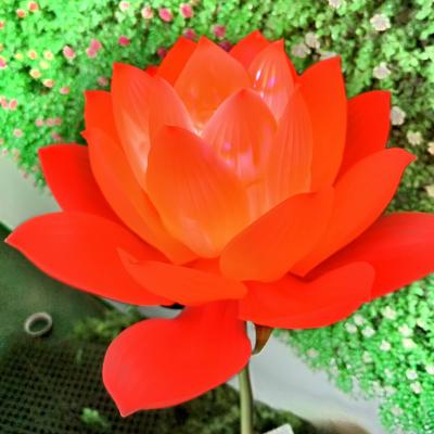 China Hot selling blooming red lotus Evora pink lotus automatic flower plant artistic flower for sale