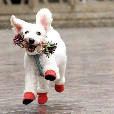 China Viable Warm Waterproof Small Puppy Cat Booties Anti-Skid Pet Winter Cat Safety Shoes Suede Dog Snow Boots for sale