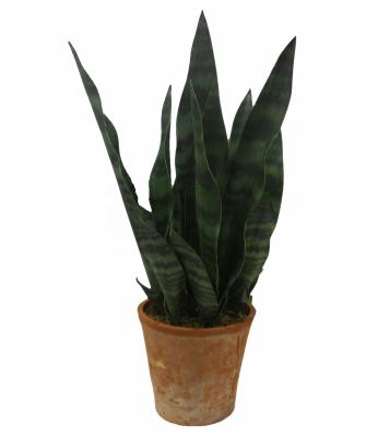 China High Quality Artificial Sansevieria Trifasciata Snake from Sansevieria Laurentii Live Plant in Clay Ceramic Planter for sale