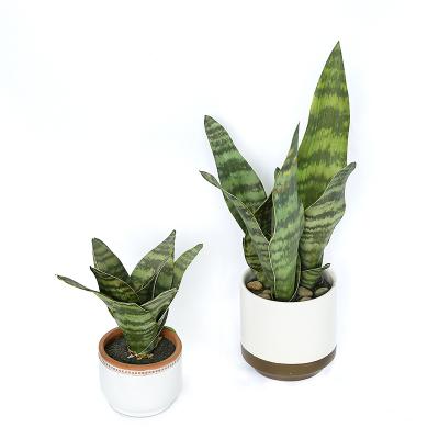 China High Quality Cheap Artificial Indoor Decorative Evergreen Bonsai Simulated Sansevieria Plants Of Sansevieria Trees for sale