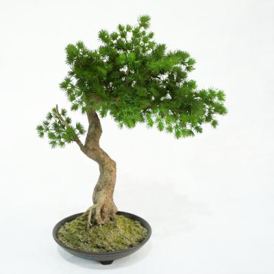 China Factory Wholesale Artistic Hot Sale Artificial Bonsai Mini Pine Tree Home Artificial Tree for sale