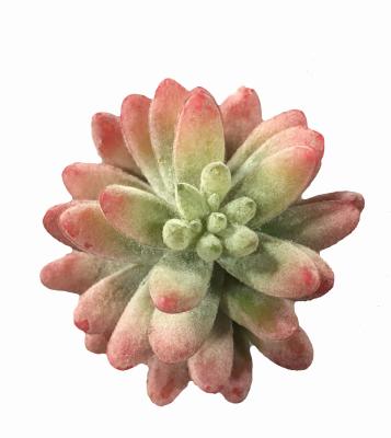 China Almost Natural Artificial Succulent Plants Eco - Friendly With Clear Glass Pot for sale