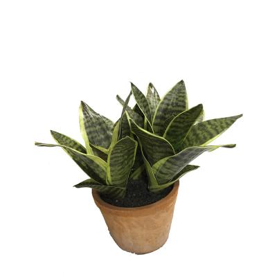 China Zeylanica Eco-Friendly Snake Plant, Mother-In-Law's Tongue - Sanseveria Artificial Succulent Plants With Red Brick Pots for sale