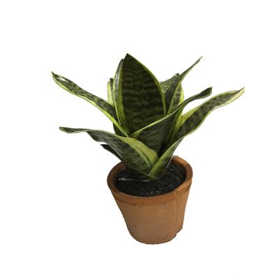 China Eco-friendly Red Brick Sanseveria Snake Plants Potted Artificial Succulent Plants For Furniture Decoration for sale