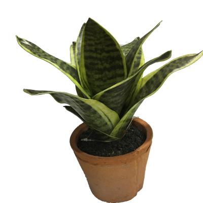 China Eco-friendly Sanseveria Snake Plants Artificial Succulent Plants With Red Brick Pots For Furniture Decoration for sale