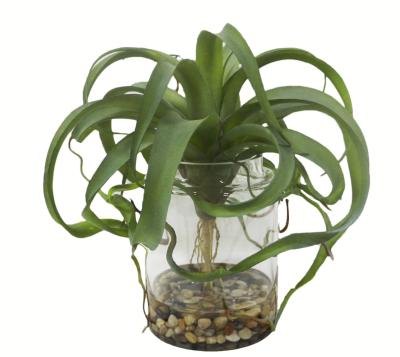 China Eco-Friendly Almost Natural Artificial Succulent Air Plants With Clear Glass Pot, Home And Office Decor for sale