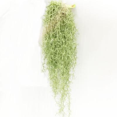 China NO--fade fake plant wholesale plastic grass length 76 length artificial air plant,Faux air plant for sale for sale