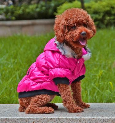 China Warm winter dog clothes for sale