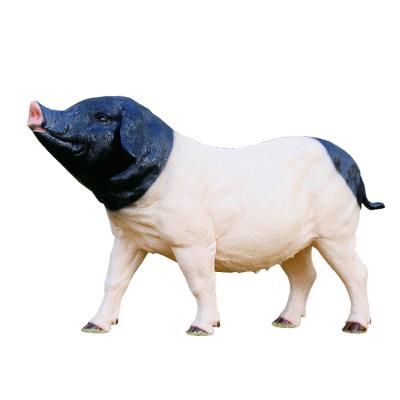 China Waterproof/Waterproof/High Temperature Resistant/Last 10 Years Large Black Pig Sculpture Model Ornaments Resin Pig Simulation Ornaments Decoration Store Supermarket for sale