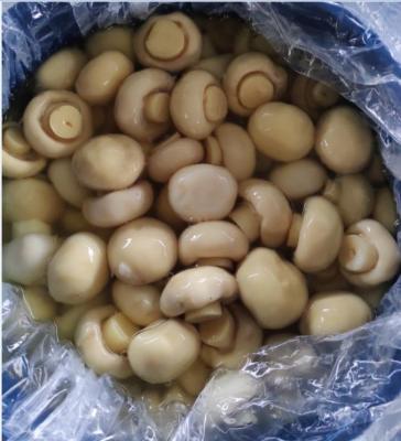 China Canned champignon mushroom in drum 50kg for sale