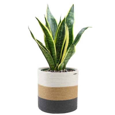 China Modern Woven Jute Plant Storage Basket Cotton Rope Basket Plant Viable Basket For Indoor Floor Planter for sale